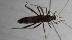 Paraxenetus guttulatus