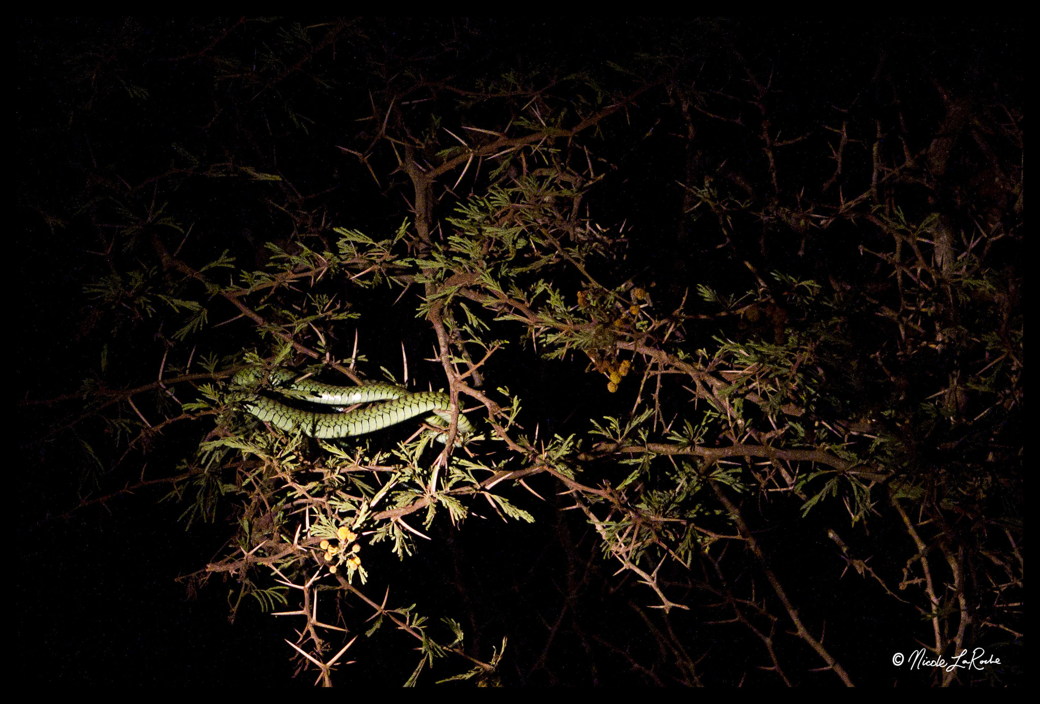 Species image