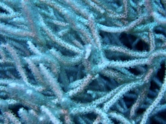 Melithaea rubrinodis