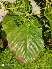 Leea macrophylla