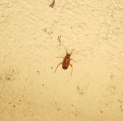 Poppiocapsidea biseratense