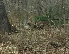Odocoileus virginianus