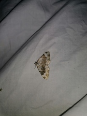 Coenotephria tophaceata