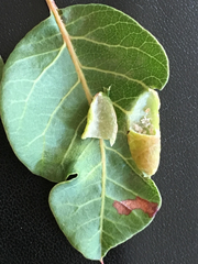 Forda marginata