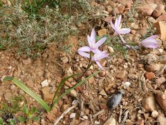 Hesperantha fibrosa