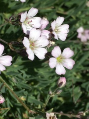 Gypsophila repens