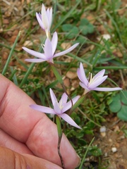 Hesperantha fibrosa