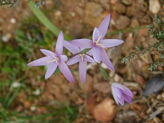 Hesperantha fibrosa