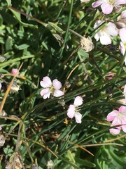 Gypsophila repens