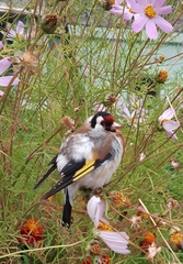Carduelis carduelis
