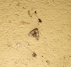 Chlumetia transversa