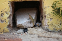 Leiocephalus carinatus