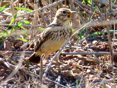 Galerida magnirostris magnirostris