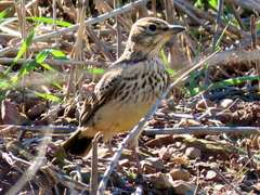 Galerida magnirostris magnirostris