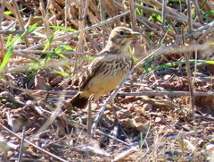 Galerida magnirostris magnirostris