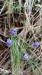 Muscari