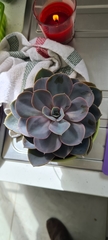 Echeveria gibbiflora × potosina
