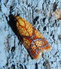 Sparganothis lycopodiana