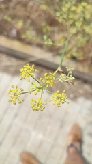 Foeniculum vulgare
