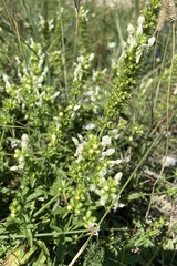 Stachys recta