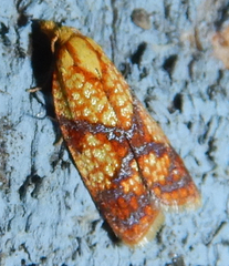 Sparganothis lycopodiana