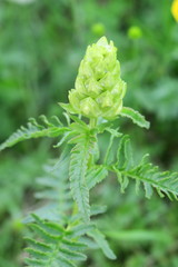 Pedicularis compacta