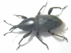 Cosmopolites sordidus
