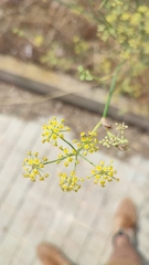 Foeniculum vulgare