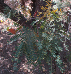 Peltophorum africanum image
