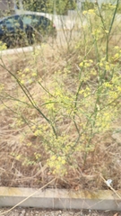 Foeniculum vulgare