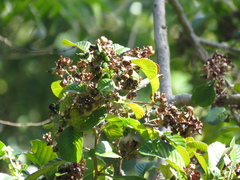 Tetracera