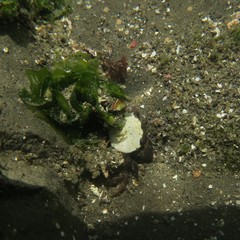 Gaetice depressus