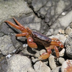 Cyclograpsus intermedius
