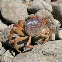 Cyclograpsus intermedius