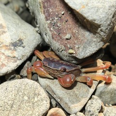 Cyclograpsus intermedius