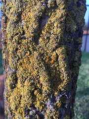 Xanthorioideae