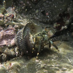 Clibanarius virescens