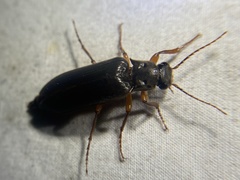 Selonodon