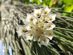 Hoya linearis