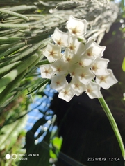 Hoya linearis