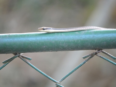 Dendrelaphis pictus