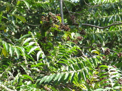 Tetracera