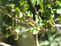 Tetracera