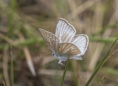 Polyommatus fulgens