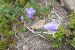 Campanula scheuchzeri