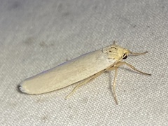 Crambidia xanthocorpa