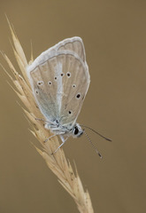 Polyommatus fulgens