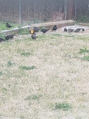 Xanthocephalus xanthocephalus