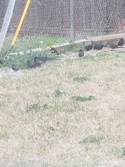 Xanthocephalus xanthocephalus