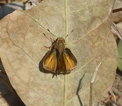 Polites vibex praeceps